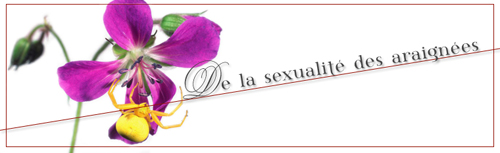 araignee Bannière blog sexualité des araignées